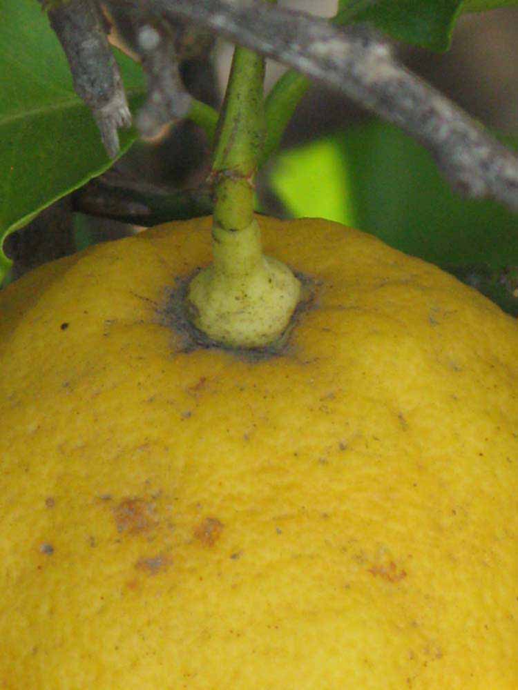              Fruit (Riverside, CA)       